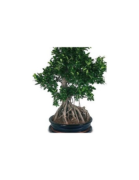 Bonsai