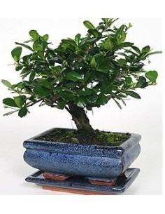 Bonsai