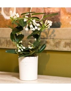 Jazmín de Madagascar