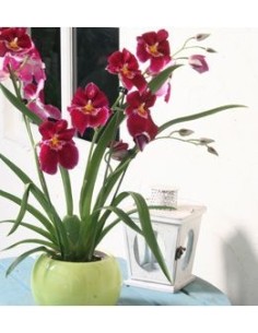 Orquídeas Pensamientos