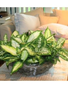 Dieffenbachia