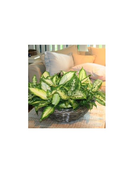 Dieffenbachia