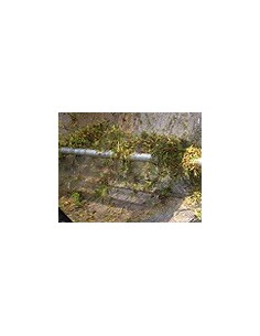 Esqueje lavado especial para  Islas Canarias y exportación