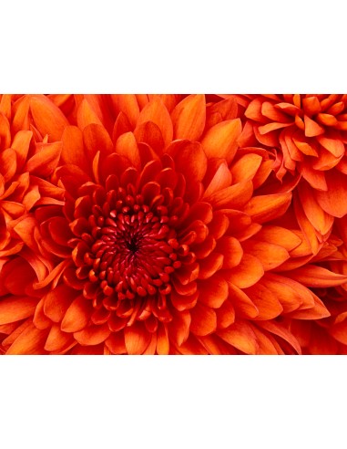 UE - Escoba para césped